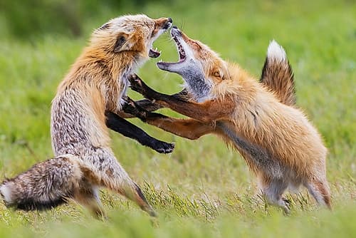 USA-Washington State San Juan Islands-red fox-adults playing Humourous Print